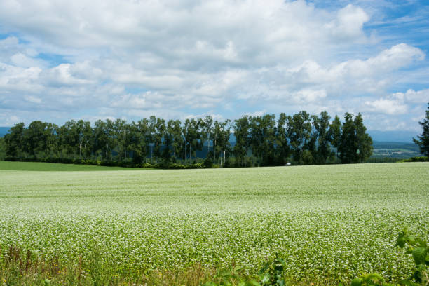 istock Buckwheat field with white flowers 1154202784