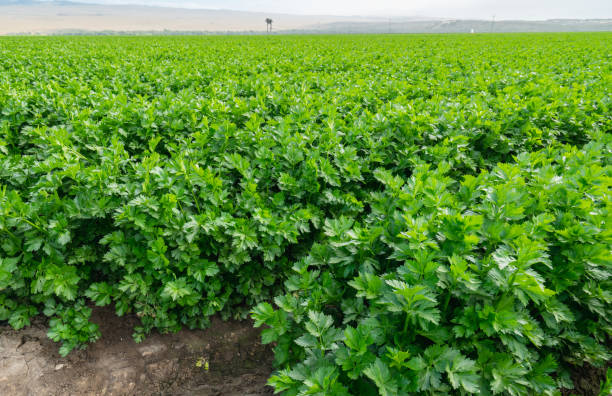 istock Agricultural Field of Celery Plants 1154211767