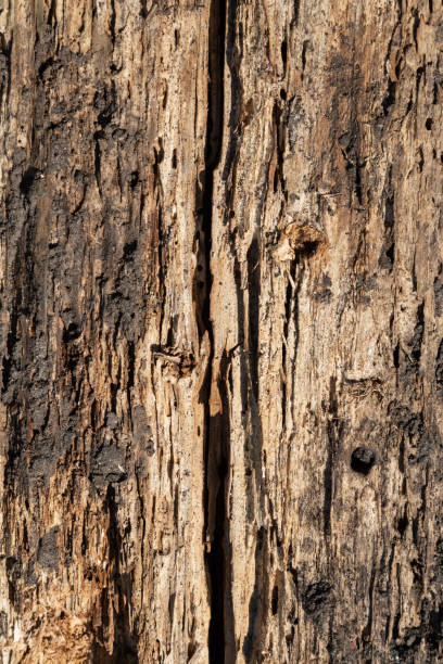 istock Natural aged weathered wood cracked surface texture 1154215900