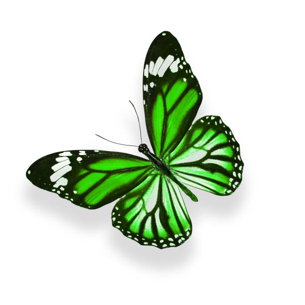 istock tropical green butterfly. isolated on white background 1154220254