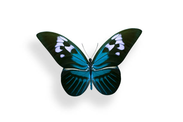 istock tropical blue butterfly. isolated on white background 1154220276