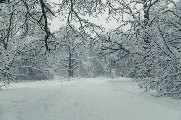 istock Bare tree branches covered with snow drifts in an empty winter park 1154220322