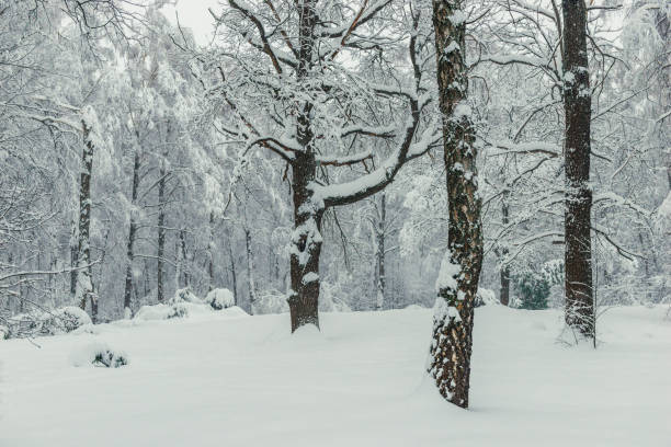 istock Shooting after a heavy snowfall winter forest landscape 1154220327
