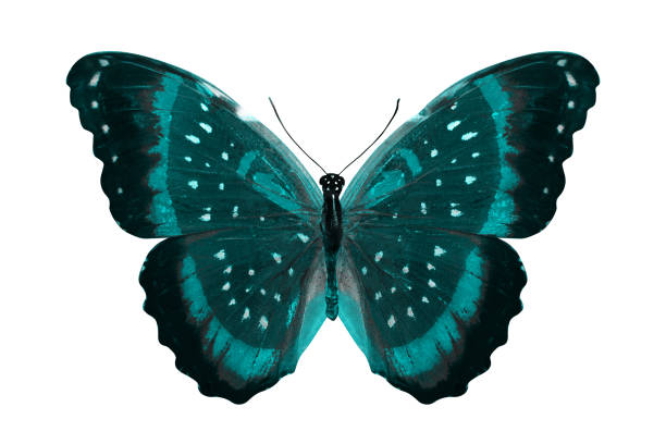 istock tropical blue butterfly. isolated on white 1154220387