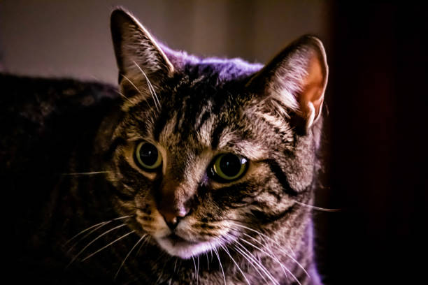 istock Portrait of a cat 1154226423