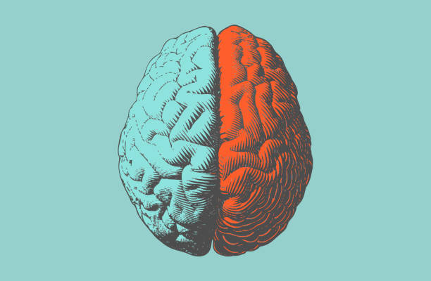 иллюстрация цветного рисунка мозга в винтажном стиле - biomedical illustration stock illustrations