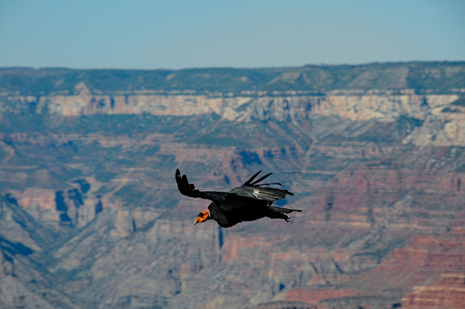 Grand Canyon National Park - Condor in Flight