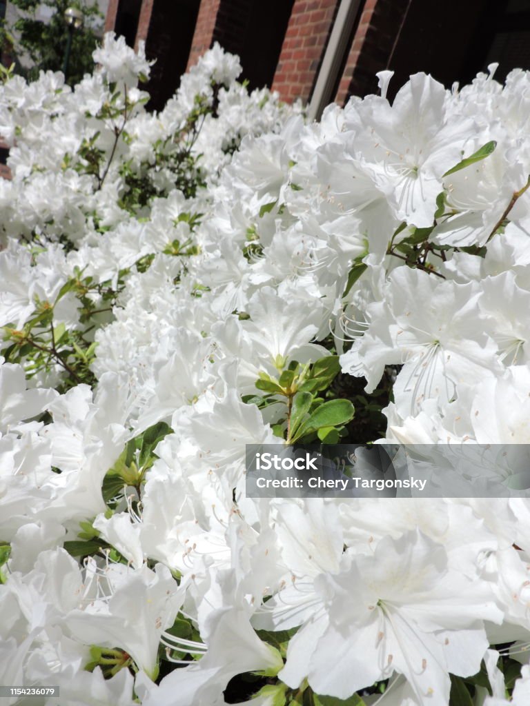 Hermosas Flores Blancas Foto de stock y más banco de imágenes de Abstracto  - Abstracto, Aire libre, Arbusto - iStock