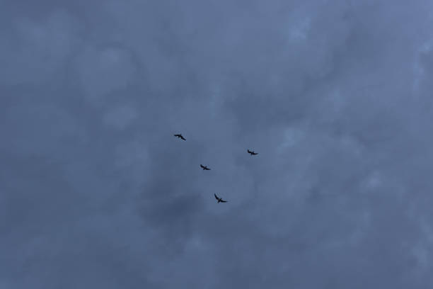 istock Flock of four birds flying underneath dark clouds after sunset 1154243080