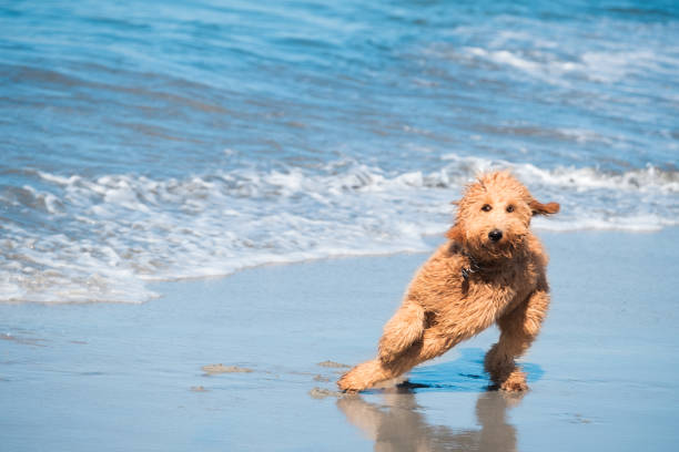 Cute Goldendoodle afraid of water Dog, Fear, Pets, Summer, Ocean goldendoodle stock pictures, royalty-free photos & images