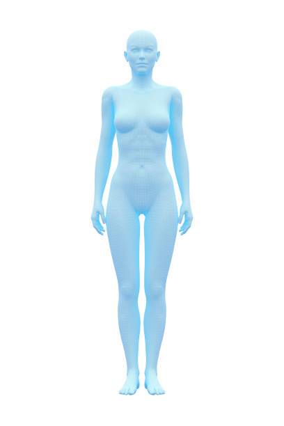 3D Rendering image of female human body. Wireframe model isolated on white background.