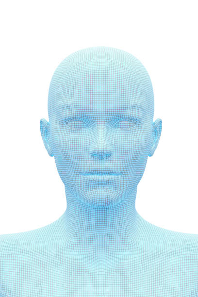 3D Rendering image of female human body. Wireframe model isolated on white background.