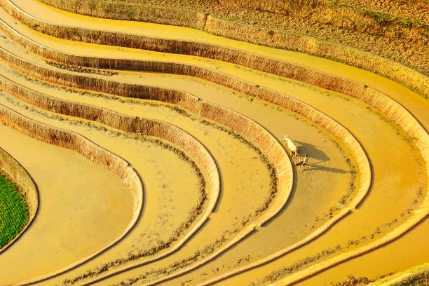istock Editorial: An unidentified man harrowing the fields, viewed from the air. 1154267908