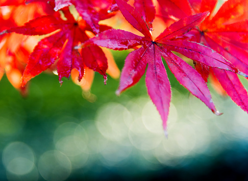 Red maple leaves in autumn.
