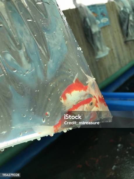 zebra typist There Image Of Goldfish In Bag From Pet Shop Ready For Coldwater Fish Tank  Aquarium Or Garden