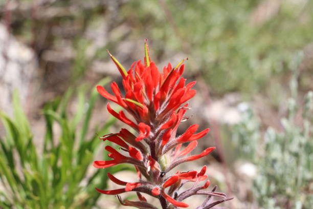 istock Indian Paintbrush in the Wasatch 1154282272