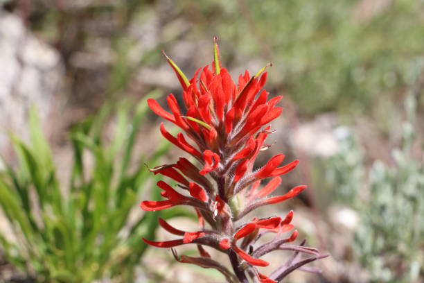 istock Indian Paintbrush in the Wasatch 1154282346
