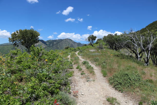 istock Wasatch Mountain foothills in early June 1154282608