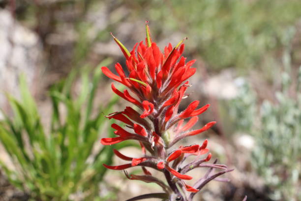 istock Indian Paintbrush in the Wasatch 1154282699