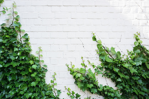 White brick wall overgrown with green ivy. Natural background with empty space.