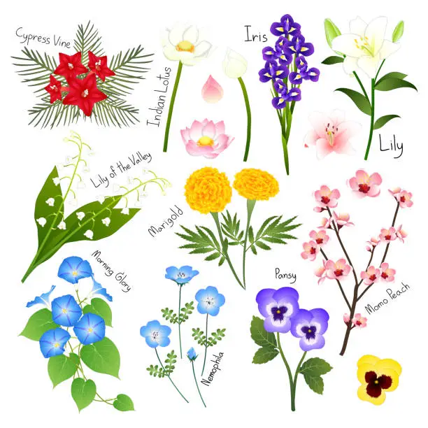 Vector illustration of Flower Set 3. Flora Vector Collection.