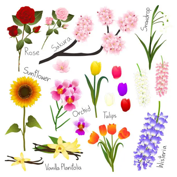 Vector illustration of Flower Set 5. Flora Vector Collection.