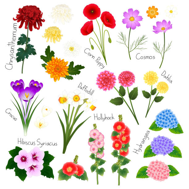 illustrations, cliparts, dessins animés et icônes de ensemble de fleurs 2. collection de vecteur de flore. - cosmos flower cut flowers daisy family blue