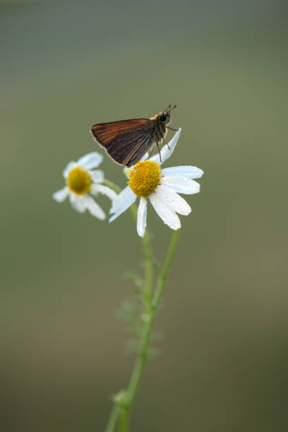 damas immaculata butterfly on daisy awaits sunrise  in the early morning - immaculata imagens e fotografias de stock