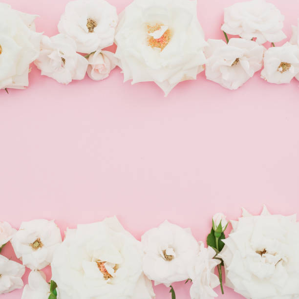istock Frame with white roses on pastel pink background. Flat lay, top view. 1154300456