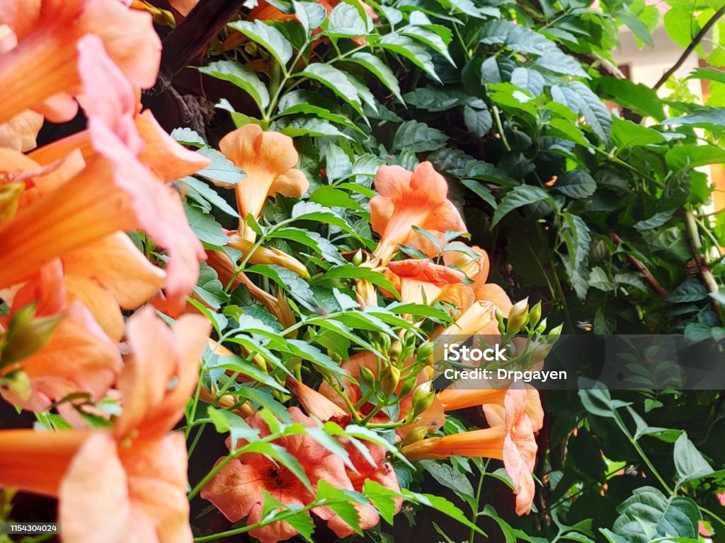 Flores De Color Naranja Profundo En Forma De Campana Que Florecen En El Arbusto Verde Foto de stock y más banco de imágenes de Angiosperma - iStock Flores De Color Naranja Profundo En Forma De Campana Que Florecen En El Arbusto Verde Foto de stock y más banco de imágenes de Angiosperma - iStock
