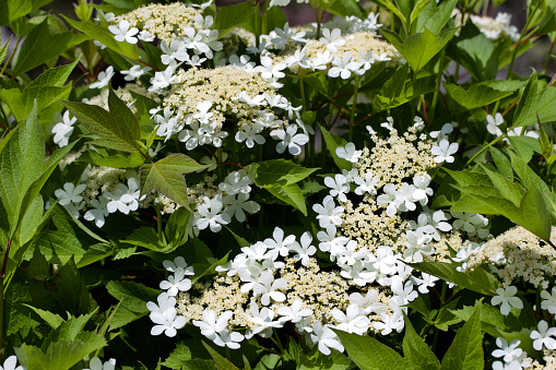 This image shows a close up abstract background view of white viburnum trilubum (cranberry bush) flowers
