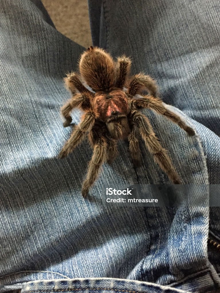 Hình Ảnh Nhện Tarantula Hoa Hồng Chile Lông Giữa Hai Chân Người ...