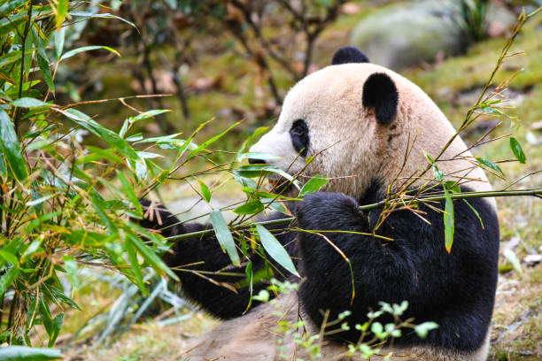 istock Giant panda eating bamboo in China 1154305322