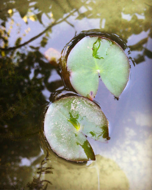 Image of green miniature water lily pads floating in small garden pond with limited space and water surface, providing shade for goldfish fish and helping keep pond water clear, mini dollshouse dwarf water lillies with leaves in Nymphaea family Stock photo of green miniature water lily pads floating in small garden pond with limited space and water surface, providing shade for goldfish fish and helping keep pond water clear. junsai water shield stock pictures, royalty-free photos & images
