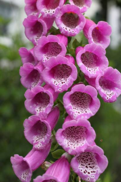 istock Pink Foxglove Plant Blossom 1154306247