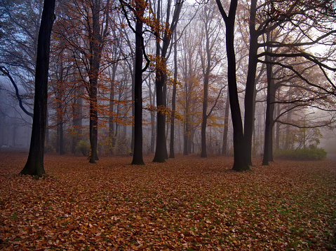 Foggy morning in the forest autumn season