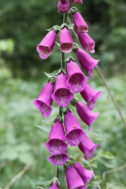 Pink Foxglove Plant Blossom