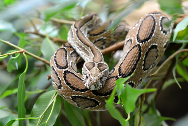 istock Russell's viper ( Daboia russelii ) on branch of tree. 1154313831
