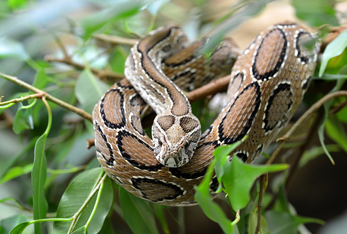 a large snake sunbathes in Laguna Atascosa, Texas