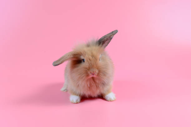 marrón conejo bebé de pie sobre fondo rosado. - rabbit baby rabbit hare standing fotografías e imágenes de stock