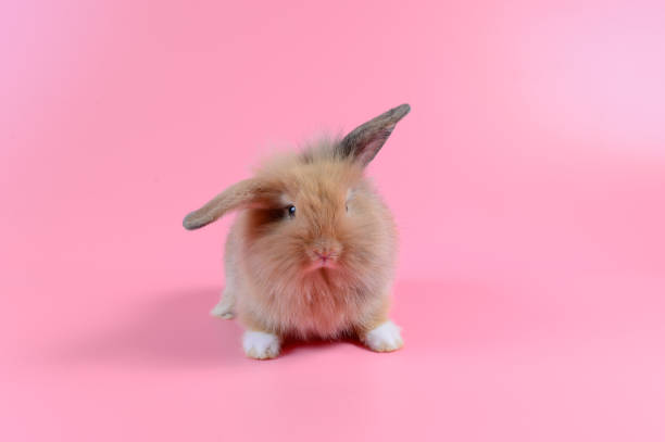 istock brown baby rabbit stand on pink background. 1154313967