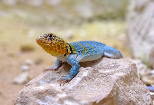 lézard à collier commun (crotaphytus collaris) - lizard collared lizard reptile animal photos et images de collection