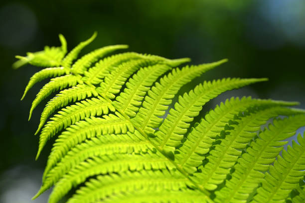 istock Green fern leaf close up. 1154315549