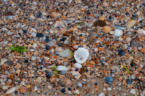 Tourism backdrop. Seashell texture. Wet sandy seashore.
