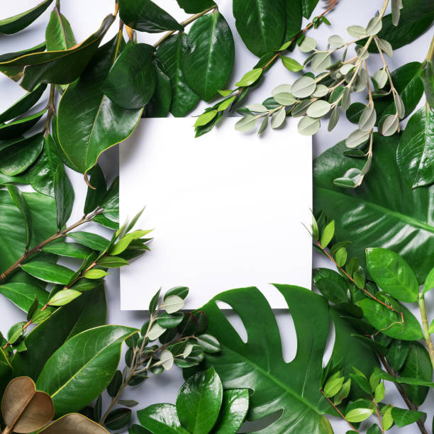 istock Summer and spring concept. Tropical nature background with green leaves and white empty square frame for copy space. Top view. Flat lay. Creative advertising 1154316900