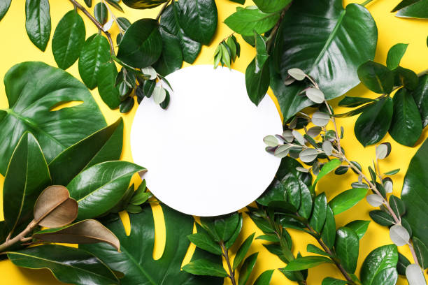 istock Summer and spring concept. Tropical nature background with green leaves and white empty circle frame for copy space on yellow paper. Top view. Flat lay. Creative advertising 1154316914