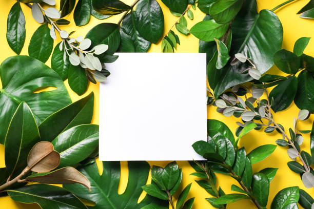 istock Summer and spring concept. Tropical nature background with green leaves and white empty square frame for copy space on yellow paper. Top view. Flat lay. Creative advertising 1154316917