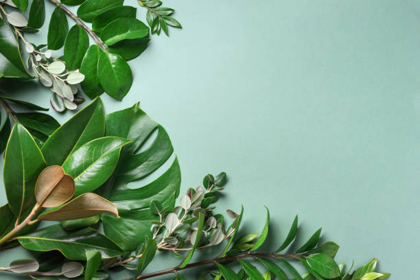 istock Tropical leaf frame on green background with copy space. Flat lay. Top view. Summer or spring nature concept. Leaves mock up 1154316934