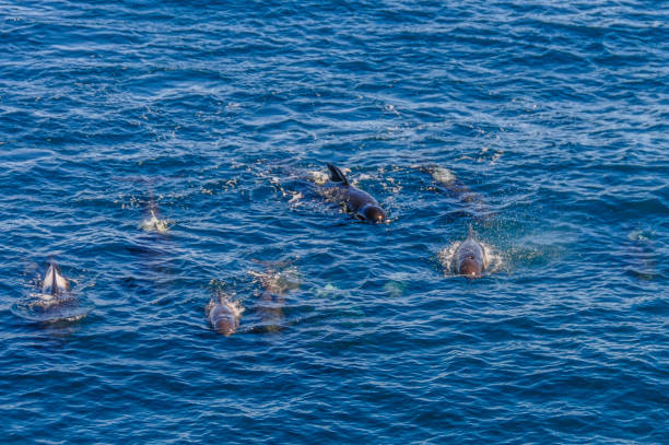 istock Long-Finned Pilot Whales in the Southern Atlantic Ocean 1154317215