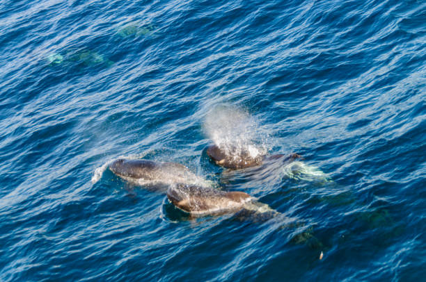 istock Long-Finned Pilot Whales in the Southern Atlantic Ocean 1154317219